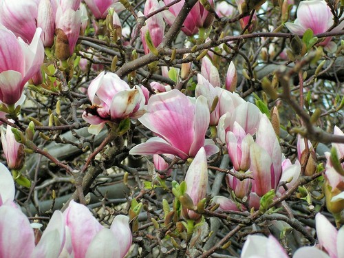 kwiat magnolii